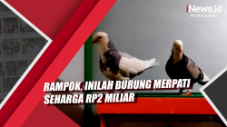 Video Rampok, Inilah Burung Merpati Seharga Rp2 Miliar
