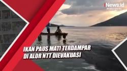 Ikan Paus Mati Terdampar di Alor NTT Dievakuasi dengan Alat Berat