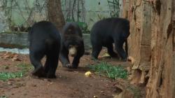 Pertama Kalinya Bayi Beruang Madu Lahir di Taman Satwa Lembah Hijau Lampung<