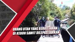 Orang Utan yang Berkeliaran di Kebun Sawit Dilepasliarkan ke Suaka Margasatwa Lamandau