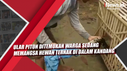 Video Cari Mangsa, Ular Piton Ditemukan Warga sedang Memangsa Hewan Ternak di Dalam Kandang