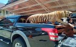 BKSDA: Masyarakat Dilarang Koleksi Satwa yang Sudah Diawetkan 