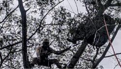 Atlet Paralayang Tersangkut di Pohon, Damkar Bogor Turun Tangan