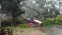 Diterjang Hujan dan Angin Kencang, Pohon di Bandung Tumbang Timpa Gerobak PKL<