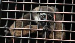 Mafia Perburuan dan Perdagangan Satwa Dilindungi Belum Tersentuh Hukum