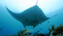 Menyelam bersama Kumpulan Pari Manta di Raja Ampat Papua