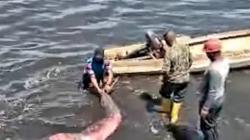 Dugong Terdampar di Pantai Jalaria Diselamatkan Prajurit Lantamal Makassar