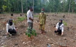 Produktivitas Karet di Kabupaten Banjar dan Tanah Laut Dievaluasi