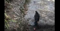 Mengenal Anis Gading, Burung Misterius Penunjuk Jalan di Gunung Lawu