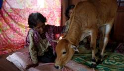 Kisah Perempuan Menikahi Sapi karena Terkesan Setelah Dicium