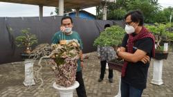Ratusan Bonsai Unik Dipamerkan di Balai Desa, Bupati Blora: Ini Kegiatan Bagus dan Kreatif