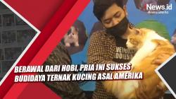 Video  Berawal dari Hobi, Pria Ini Sukses Budidaya Ternak Kucing Asal Amerika