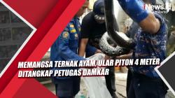 Video Memangsa Ternak Ayam, Ular Piton 4 Meter Ditangkap Petugas Damkar