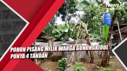 Video Pohon Pisang Milik Warga Gunungkidul Punya 4 Tandan