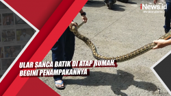 Video Ular Sanca Batik di Atap Rumah, Begini Penampakannya