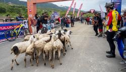 Bikin Heboh, Kawanan Domba Terobos Masuk Lintasan Balap Sepeda di Palu