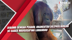 Video Dibawa dengan Perahu, Orangutan Dilepasliarkan ke Suaka Margasatwa Lamandau