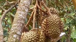 Pengembangan Agrowisata Diyakini Perkuat Ekonomi Masyarakat di Masa Pandemi