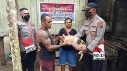 Mantan KKB yang Kembali ke Pangkuan NKRI Diberi Bantuan Ternak Babi