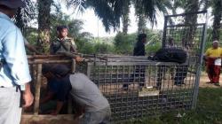 Harimau Liar Terlihat di Palas, BBKSDA Pasang Perangkap