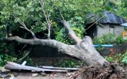 Rumah Janda di Buleleng Porak-Poranda Ditimpa Pohon Tumbang dan Angin Kencang