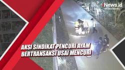 Viral, Sindikat Pencuri Ayam Bertransaksi di Jambi Selatan Terekam CCTV
