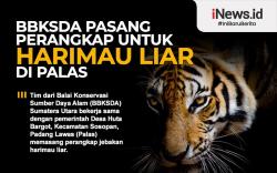 Infografis BBKSDA Sumut Pasang Perangkap untuk Harimau Liar di Palas