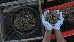 Budi Daya Magot untuk Pakan Ternak