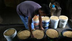 Produksi Tahu Terdampak Kenaikan Harga Kedelai di Aceh