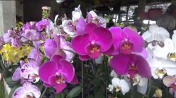 Tekuni Bisnis Tanaman Anggrek, Warga Semarang Ini Untung Jutaan Rupiah  