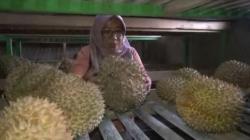 Legitnya Si Raja Buah di Kebun Durian Antapsari Brebes