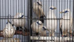 71 Burung Jalak Bali Hasil Penangkaran Dilepas ke Taman Nasional Bali Barat