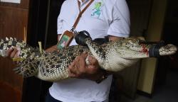 Penampakan Buaya Sepanjang 2,1 Meter Milik Warga Akan Dilepas ke Habitat