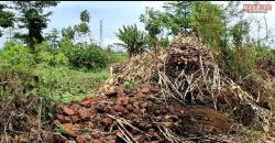 Viral Kejadian Aneh Batu Candi Majapahit Muncul di Ladang Jagung, Ini Penampakannya   
