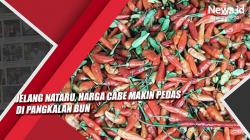 Video Jelang Nataru, Harga Cabe Makin Pedas di Pangkalan Bun<
