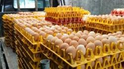 Peternak Mengeluh, Permintaan Telur Jelang Natal dan Tahun Baru Masih Sepi  