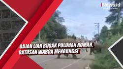 Video Gajah Liar Rusak Puluhan Rumah, Ratusan Warga Mengungsi