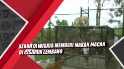 Video erunya Wisata Memberi Makan Macan di Cisarua Lembang