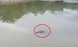 Geger Mayat Terikat di Waduk Irigasi Bungo Jambi, Korban Diduga Dibuang Masih Hidup