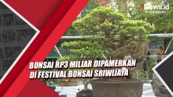 Bonsai Rp3 Miliar Dipamerkan di Festival Bonsai Sriwijaya