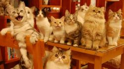 Kakek Pengidap Sindrom Noah Simpan 100 Bangkai Kucing di Rumah