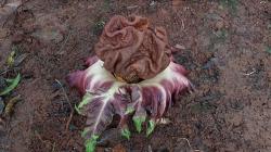 Petugas PPSU Temukan Tanaman Mirip Bunga Bangkai di Joglo, Warga Heboh