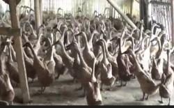 Produksi Telur Itik Turun Drastis akibat Musim Hujan, Peternak Pantura Tegal Merugi 