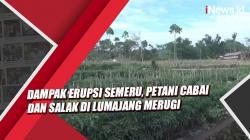 Video Dampak Erupsi Semeru, Petani Cabai dan Salak di Lumajang Merugi
