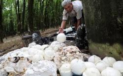 Ekspor Karet Sumut Naik 7,5 Persen