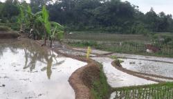 Sebagian Besar Sawah Abadi di Kota Bandung Beralih Fungsi, Ini Penjelasan Pemkot <