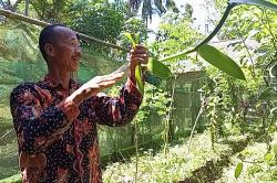 Seharga Emas, Dinas Pertanian dan Pangan Kulonprogo Genjot Produksi Vanili