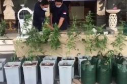 Tanam Belasan Pohon Ganja di Vila Kuta Utara, Bule Spanyol Ditangkap Polisi