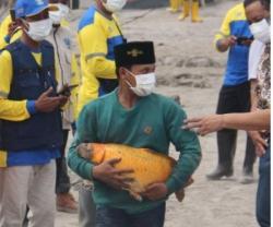  Ajaib,  Ikan Mas Jumbo Ini Selamat dari Terjangan Awan Panas Gunung Semeru