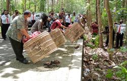 Tegakkan Restoratif Justice, Polres Kulonprogo Ajak Pemburu Lepas Liarkan Ayam Hutan